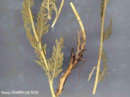 Attēlu rezultāti vaicājumam “Achillea salicifolia leaf”