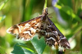 Attēlu rezultāti vaicājumam “Diasemia reticularis”