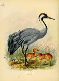 Attēlu rezultāti vaicājumam “Grus grus”