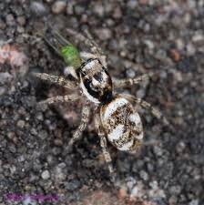 Attēlu rezultāti vaicājumam “Salticus sp.”