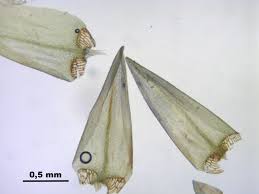 Attēlu rezultāti vaicājumam “Calliergon giganteum”