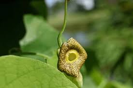 Attēlu rezultāti vaicājumam “Aristolochia durior flower”