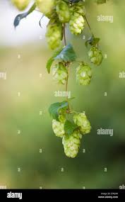 Attēlu rezultāti vaicājumam “Humulus lupulus bud”