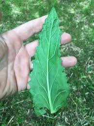 Attēlu rezultāti vaicājumam “Verbascum blattaria leaf”