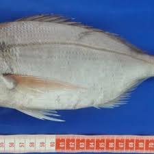 Image result for Pagellus bogaraveo