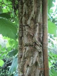 Attēlu rezultāti vaicājumam “Ulmus minor f. suberosa”