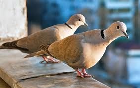 Attēlu rezultāti vaicājumam “Streptopelia decaocto adult”