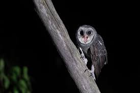 Attēlu rezultāti vaicājumam “Strigiformes”