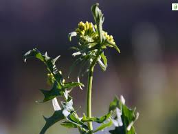 Attēlu rezultāti vaicājumam “Sisymbrium volgense flower”