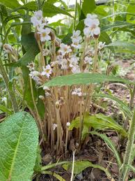 Attēlu rezultāti vaicājumam “Orobanche reticulata flower”