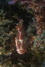 Image result for Scorpaena scrofa