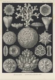 Image result for ernst haeckel