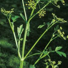 Attēlu rezultāti vaicājumam “Pastinaca sativa subsp. sylvestris flower”