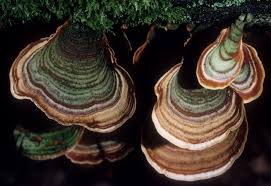 Attēlu rezultāti vaicājumam “Stereum fasciatum”