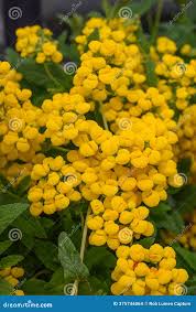 Image result for Calceolaria integrifolia