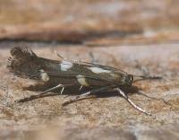 Attēlu rezultāti vaicājumam “Calybites phasianipennella”