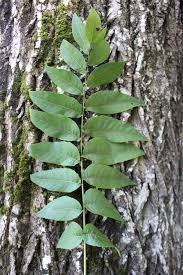 Attēlu rezultāti vaicājumam “Juglans cinerea leaf”