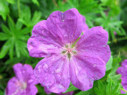 Attēlu rezultāti vaicājumam “Geranium sanguineum flower”