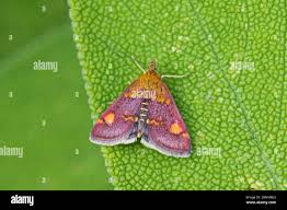 Attēlu rezultāti vaicājumam “Pyrausta purpuralis”