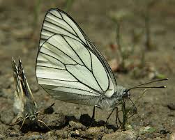 Attēlu rezultāti vaicājumam “Aporia crataegi larva”