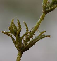 Attēlu rezultāti vaicājumam “Chara aspera”