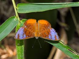 Attēlu rezultāti vaicājumam “Riodinidae”