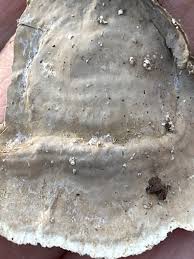 Attēlu rezultāti vaicājumam “Stereum fasciatum”