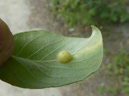 Attēlu rezultāti vaicājumam “Euura pedunculi”