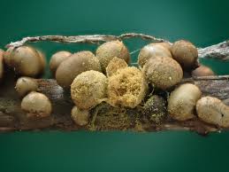 Attēlu rezultāti vaicājumam “Hemitrichia leiotricha stalked”