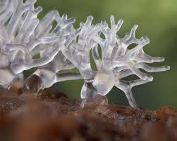 Attēlu rezultāti vaicājumam “Ceratiomyxa fruticulosa”