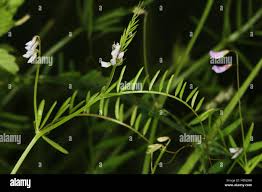 Attēlu rezultāti vaicājumam “Vicia hirsuta bud”