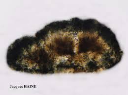 Attēlu rezultāti vaicājumam “Calicium viride”