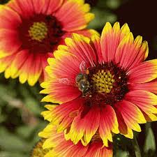 Image result for Gaillardia pulchella