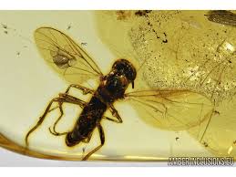 Attēlu rezultāti vaicājumam “Xylophagidae”