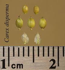 Attēlu rezultāti vaicājumam “Carex disperma”