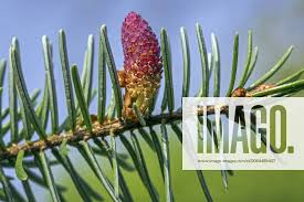 Attēlu rezultāti vaicājumam “Picea abies male flower”