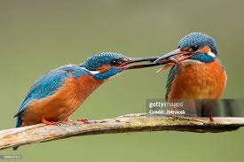 Attēlu rezultāti vaicājumam “Alcedo atthis”