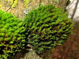 Attēlu rezultāti vaicājumam “Orthotrichum lyellii”