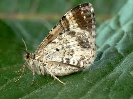 Attēlu rezultāti vaicājumam “Epirrhoe alternata”