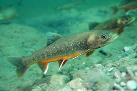 Image result for Salvelinus alpinus oquassa