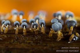 Attēlu rezultāti vaicājumam “Physarum leucophaeum macro”