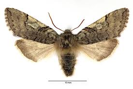 Attēlu rezultāti vaicājumam “Achlya flavicornis”