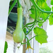 Image result for tromboncino