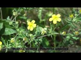 Attēlu rezultāti vaicājumam “Potentilla argentea bud”