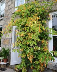Attēlu rezultāti vaicājumam “Lonicera ferdinandii”