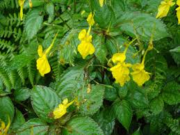 Attēlu rezultāti vaicājumam “Balsaminaceae”