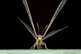 Attēlu rezultāti vaicājumam “Myrmeleontidae”