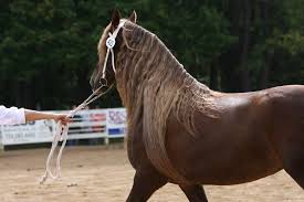 Image result for chestnut friesian