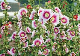 Image result for Alcea rosea `Appleblossom`
