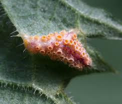 Attēlu rezultāti vaicājumam “Puccinia urticata”